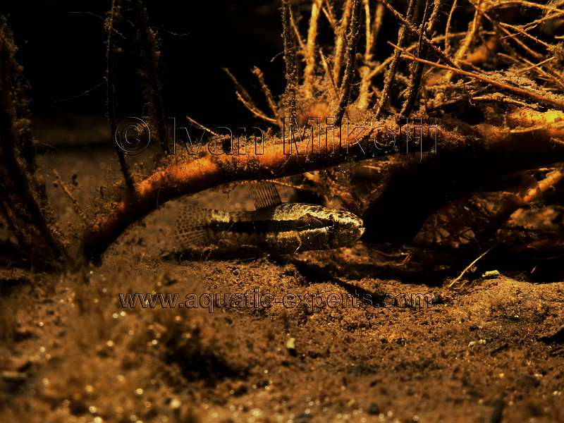 Hoplias malabaricus